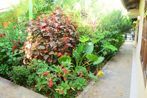 Garden View 5
