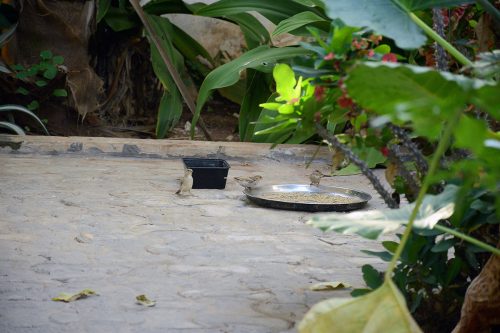 Bird Eating on Garden